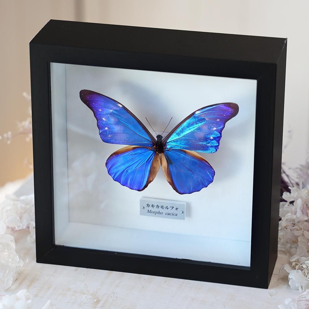 本日のみモルフォ蝶蝶画 羽細工 羽絵 蝶羽アートインテリア芸術