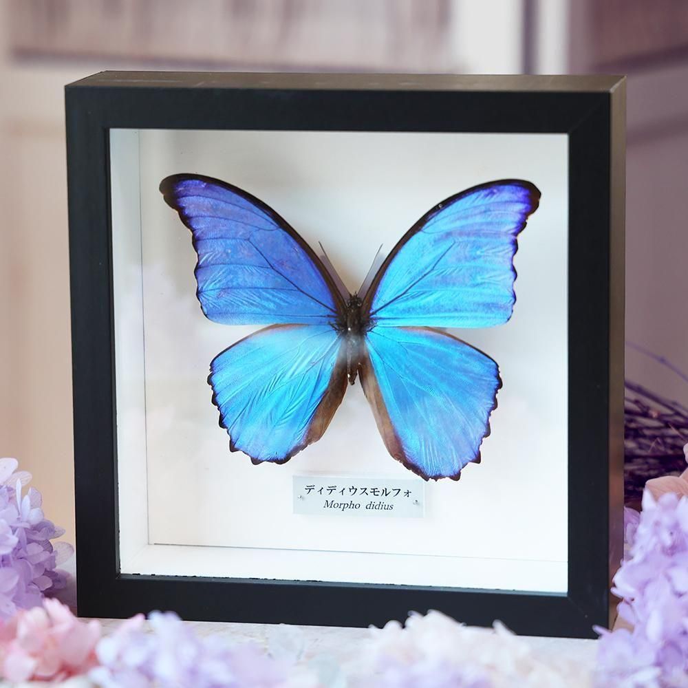 蝶の標本セット 沖縄産 1 蝶の標本セット 沖縄産 1 蝶標本 -
