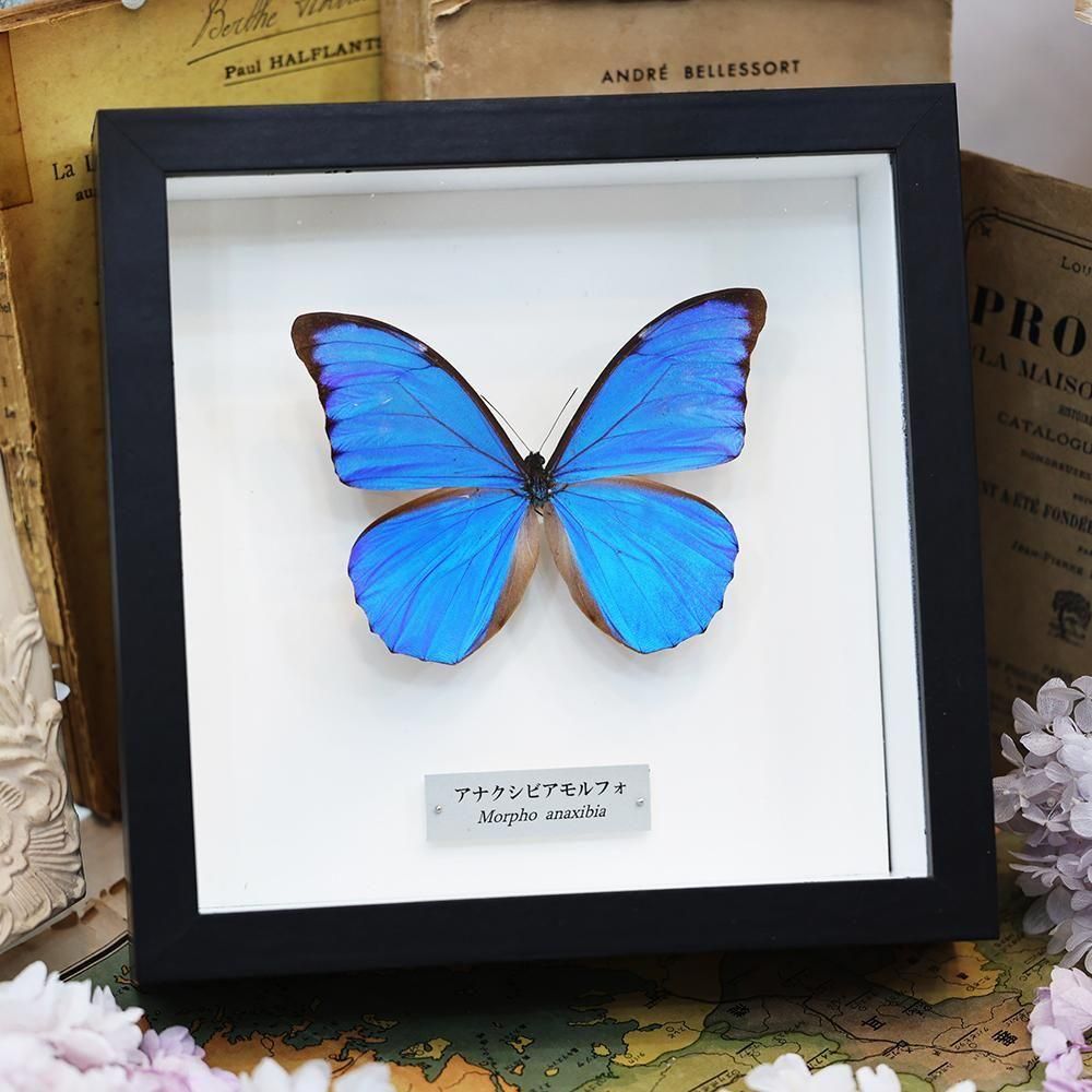 蝶標本 - 海福雑貨通販部