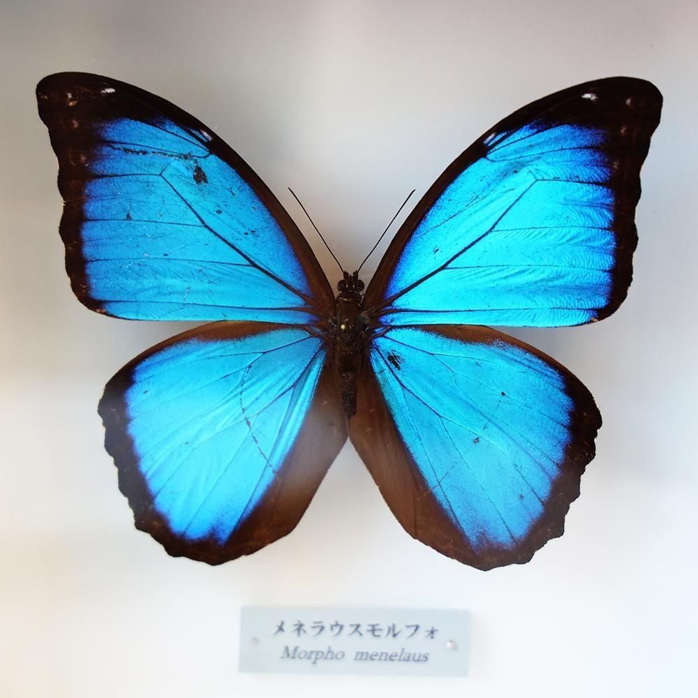 蝶標本「メネラウスモルフォ」- 海福雑貨通販部