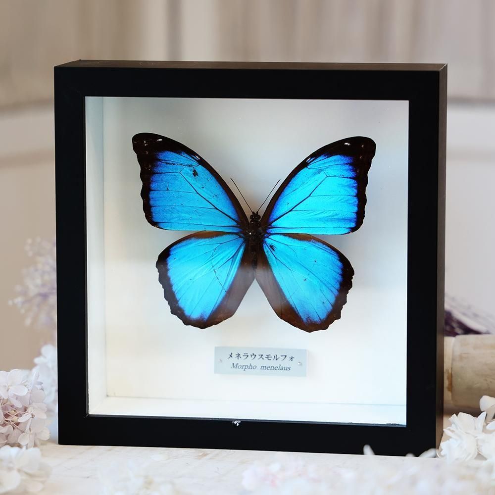 蝶標本「メネラウスモルフォ」- 海福雑貨通販部