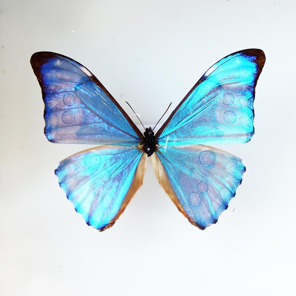蝶標本「オーロラモルフォ」- 海福雑貨通販部