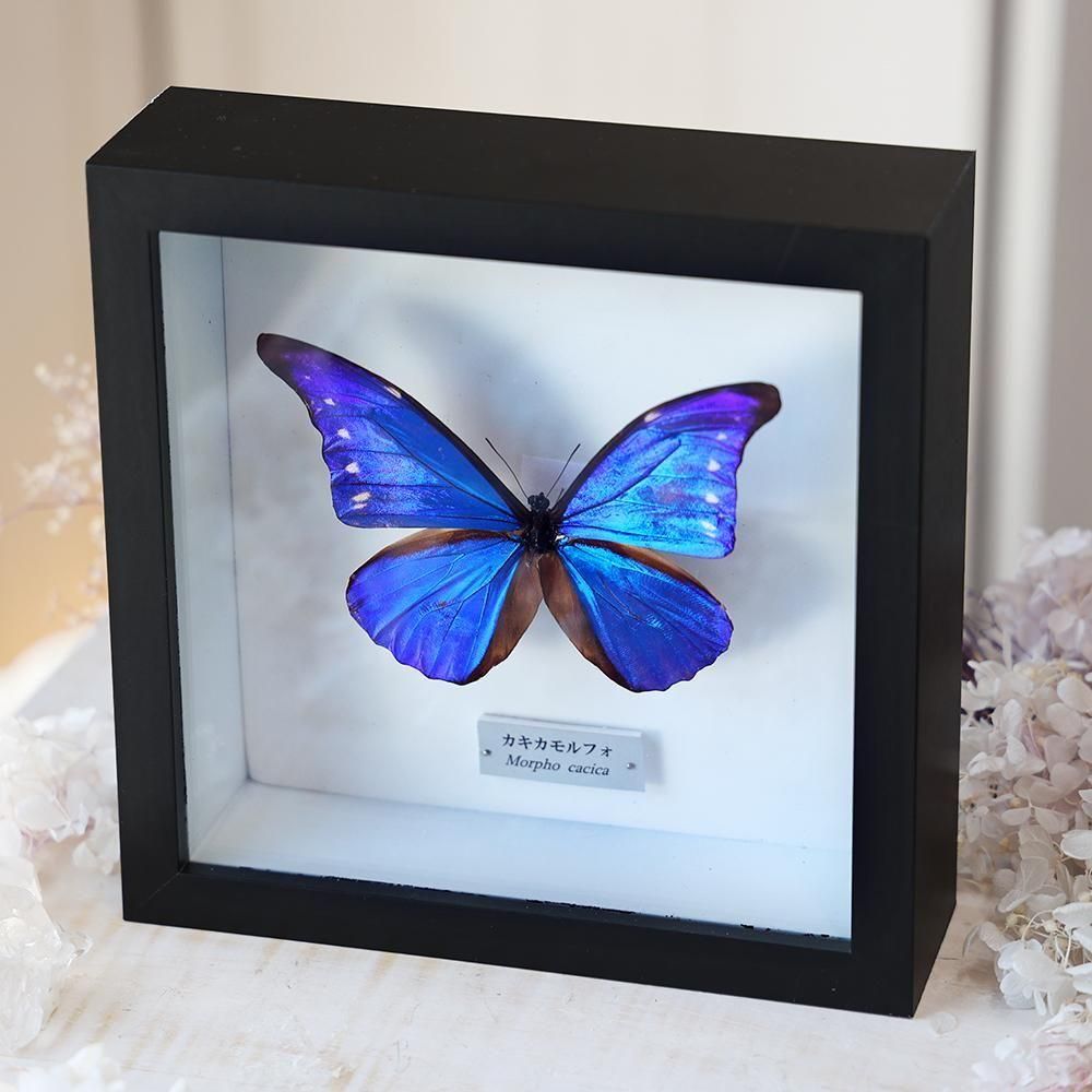 セクロピアサン 蛾の標本 額入り UVカット インテリアに
