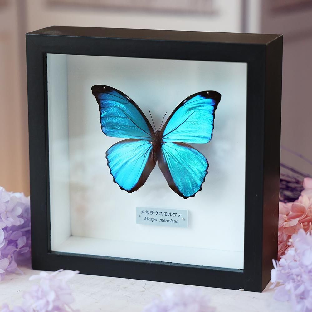 蝶標本「メネラウスモルフォ」- 海福雑貨通販部