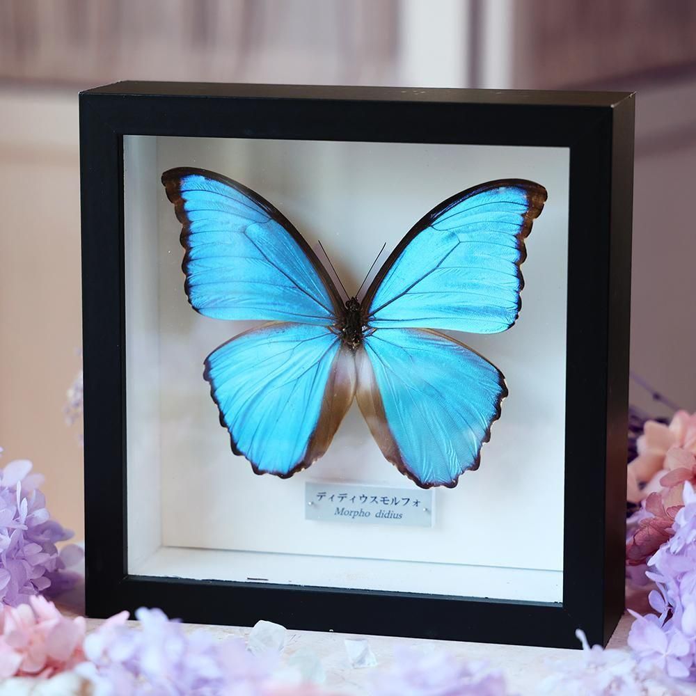 ブラジル モルフォ蝶 壁飾り ブラジル モルフォ蝶 インテリア クラフト