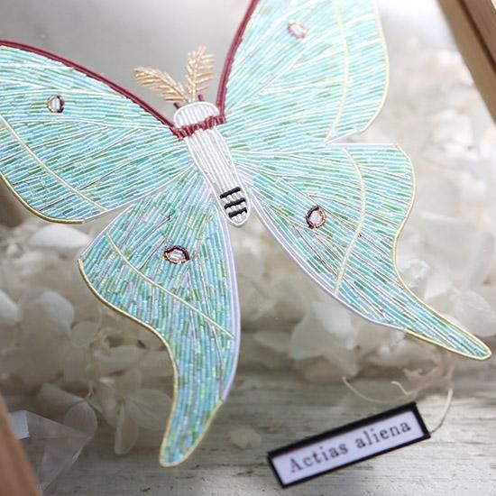 アグリアス・アミドン・フィラテリカ・黄色型 蝶標本 昆虫標本