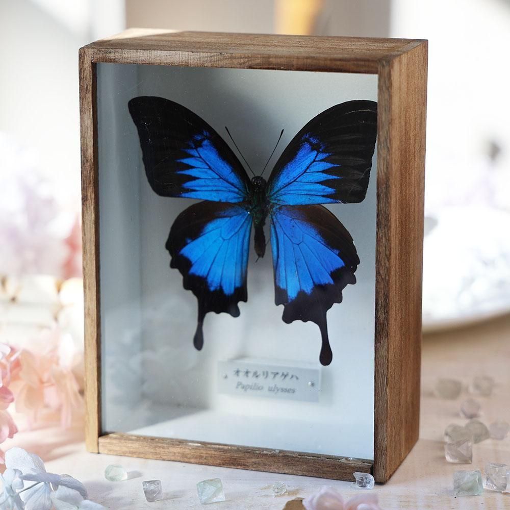 アゲハ蝶 ブルメイアゲハ 標本 ガラスケース 【公式通販】