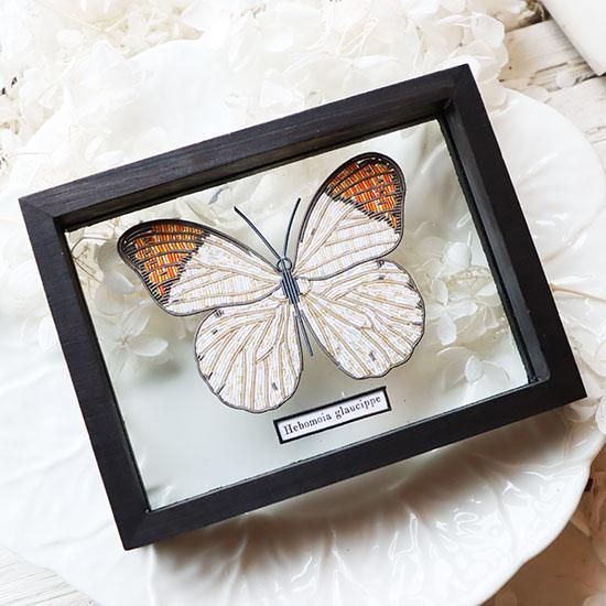 蝶標本 ゼフィルス及びセセリチョウ科22種。大型ドイツ標本箱二箱入り