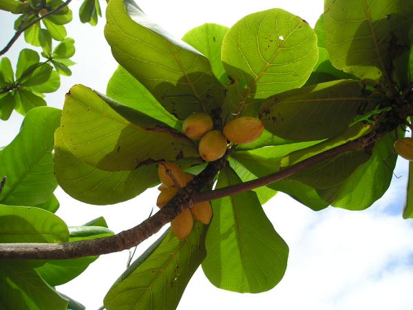 モモタマナの種苗