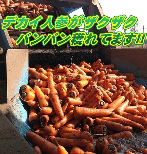 紅奏(べにかなで) 大型ニンジン8寸タイプ - 家庭de菜園～うぇぶたねや