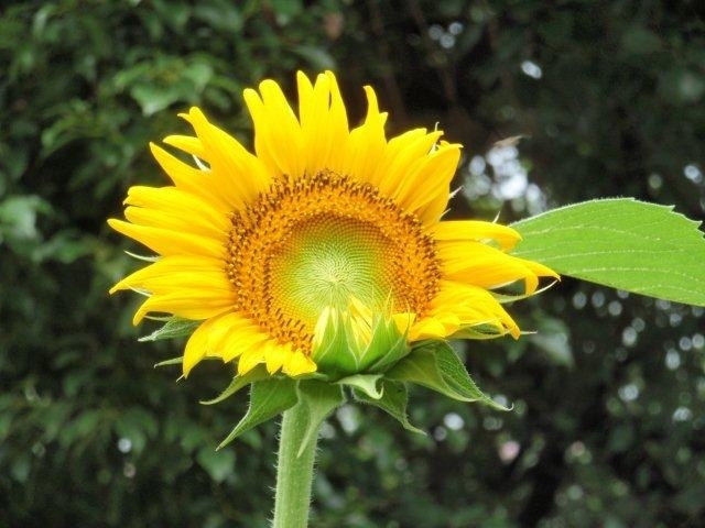 シュ-ルプランツ 超植物 世界一美しいひまわりの理想 シュ-ルプランツ