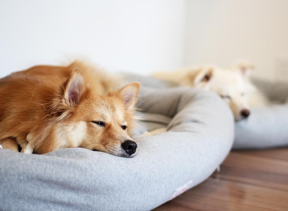 オーガニックコットン犬用ベッド - Mサイズ｜犬用ベッド｜DeLoreans