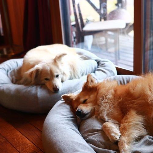オーガニックコットン犬用ベッド - Mサイズ｜犬用ベッド｜DeLoreans