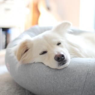 激レア☆ エルメス ペット用 携帯ベッド