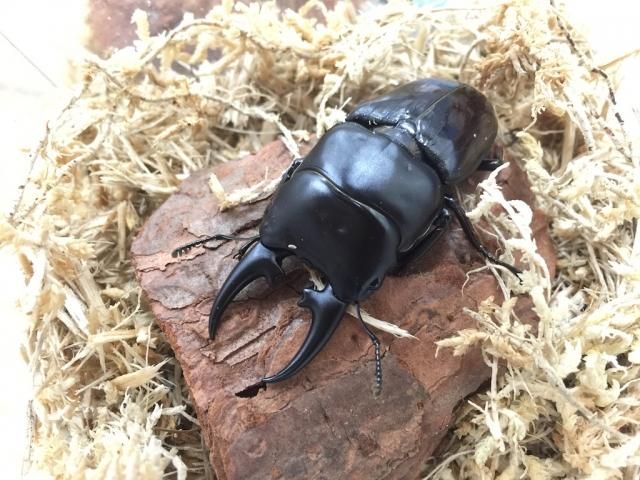 標本 ヒラタクワガタ インド産