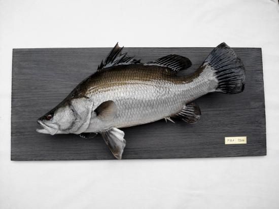幻の魚 大型 94cm イトウ 剥製 標本 幻の魚 大型 94cm イトウ 剥製 標本