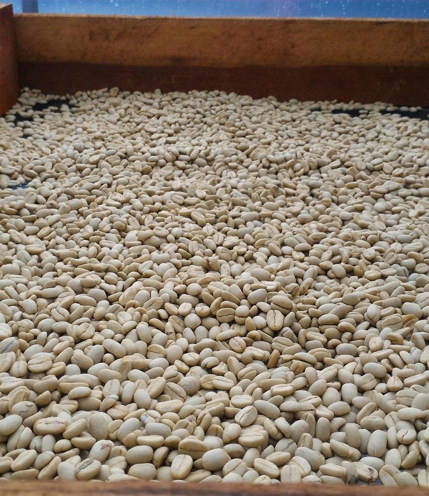 カフェ オルキデア / ペルー ―Specialityー - コーヒー生豆の販売(業務