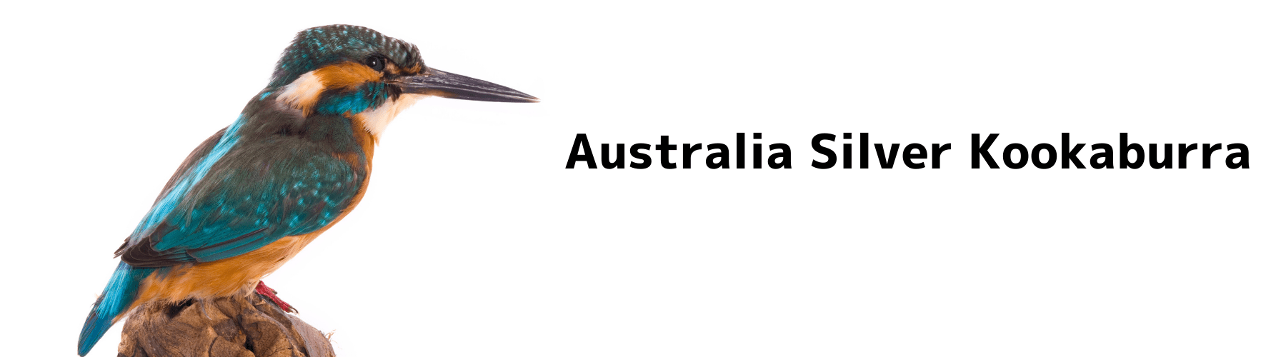 カワセミ 銀貨】安心価格のシルバーコイン専門店｜恵比寿コイン