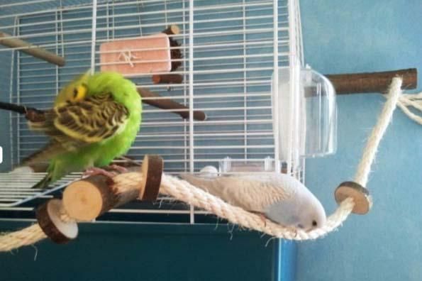 止まり木＆ロープパーチ | 楽しい遊び場セット - とりきち横丁