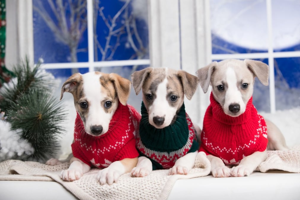 犬服ハンドメイド クリスマスSSサイズ伸縮性ありで軽い♡