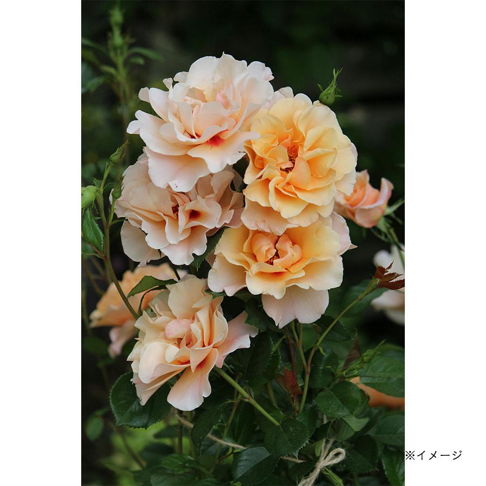 2025年バラ苗予約販売】モーニングライト | 花＆グリーン 通販