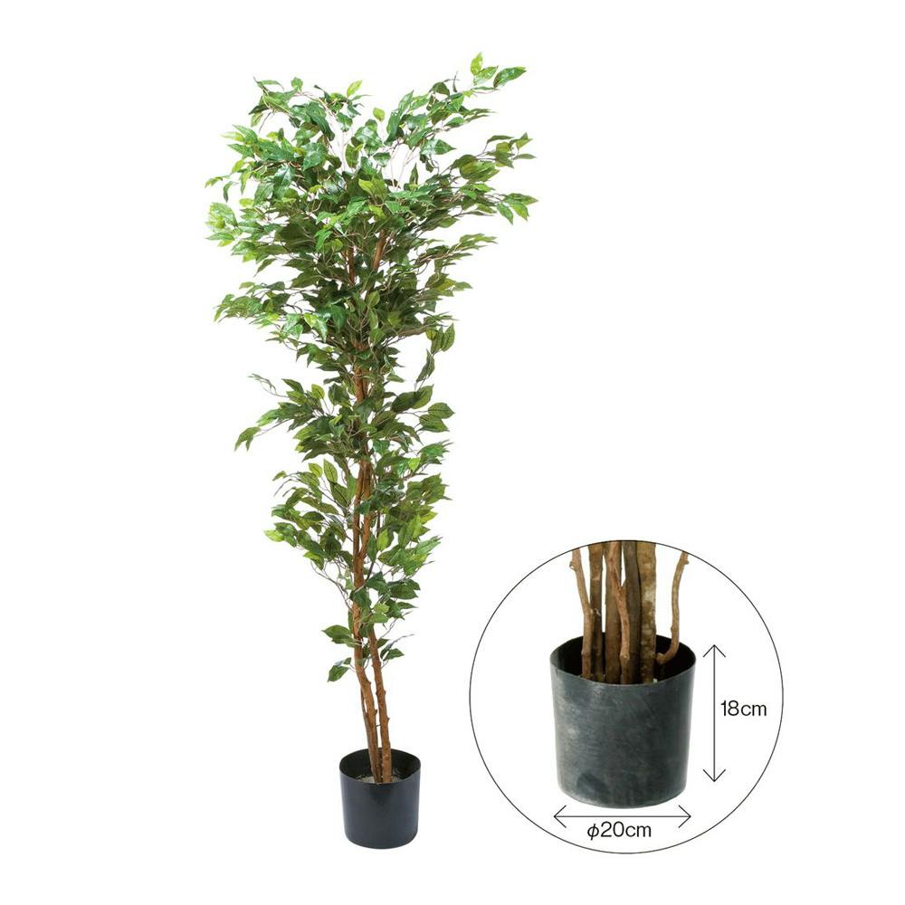 GLP-1290 ベンジャミン1.8m【SU】 | 花＆グリーン 通販