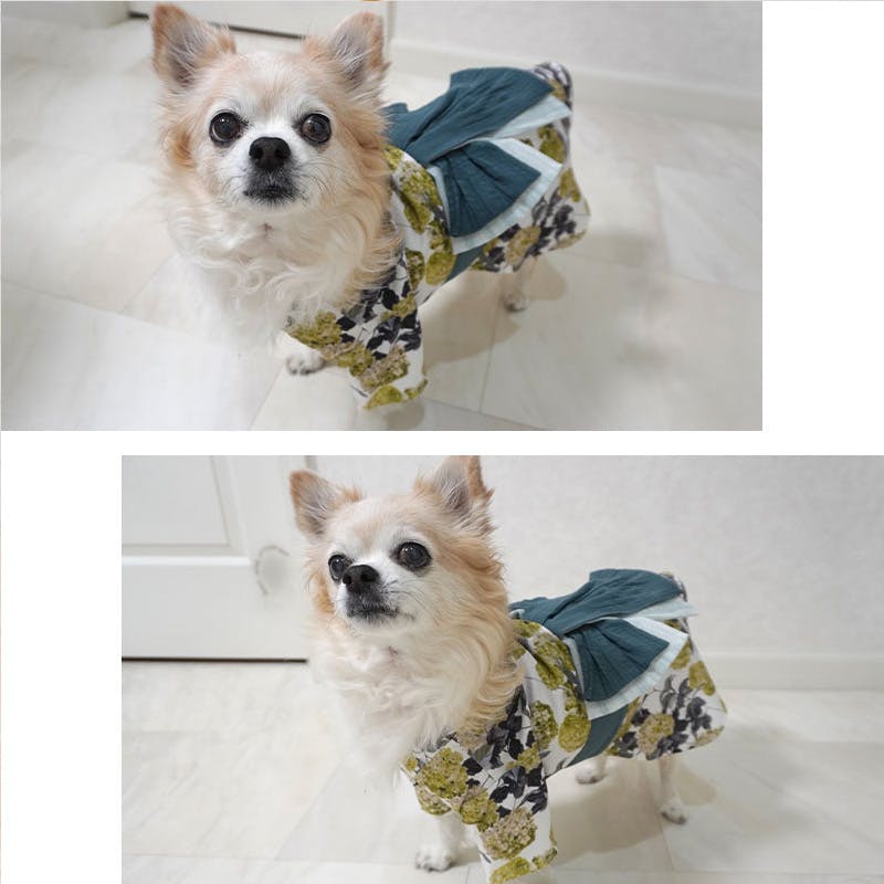 即納✨犬の浴衣✨犬用本格本染浴衣 XS グリーン 犬服 ゆかた 即納✨犬