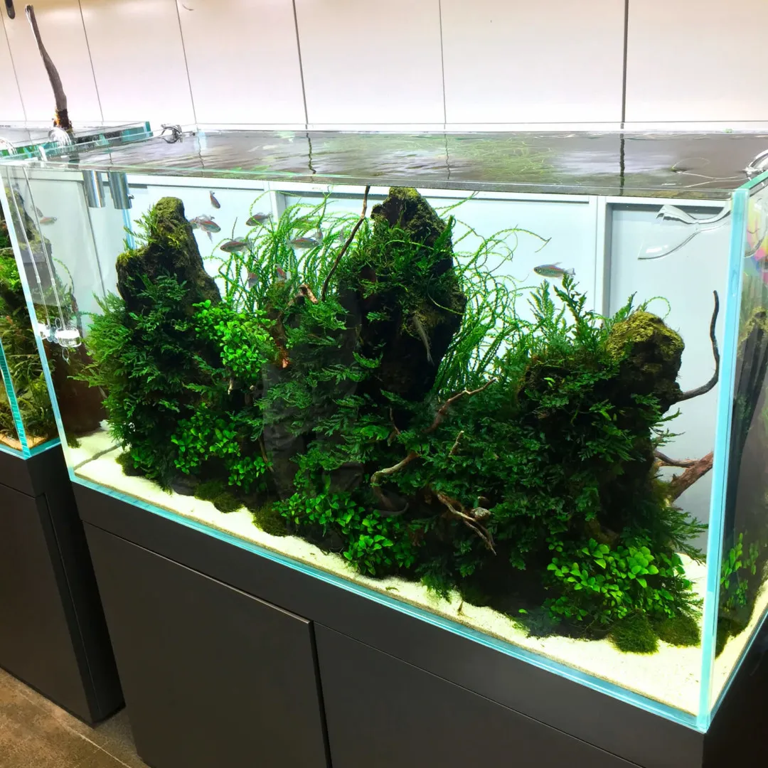 ADA 雲山石 セット 良形 ADA 雲山石 水槽用レイアウト石2点セット ADA