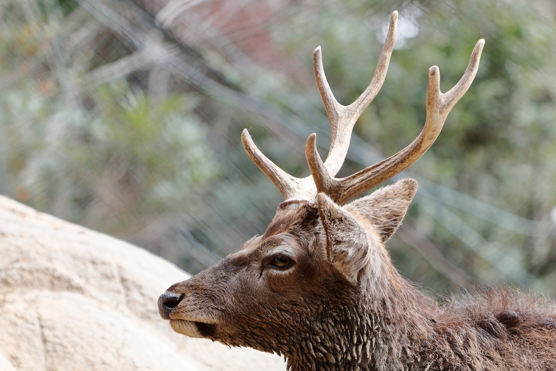 コレクション 鹿の角 鹿の角 ツノ 7本 鹿の角 シカのツノ