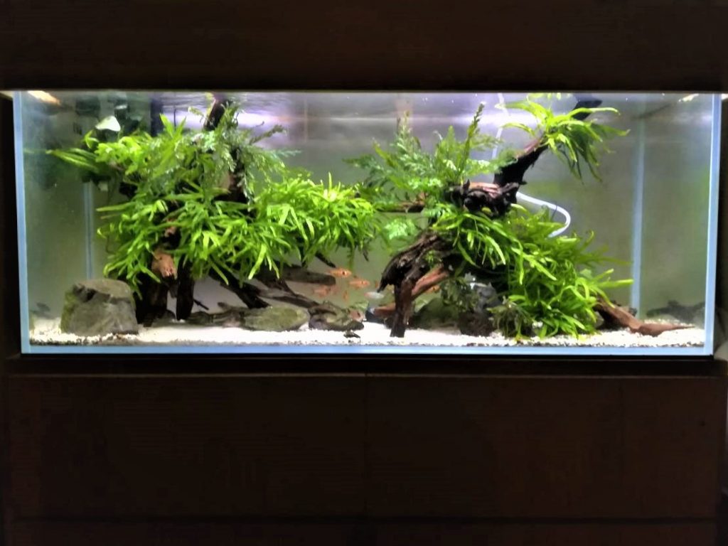 90センチスリム水槽