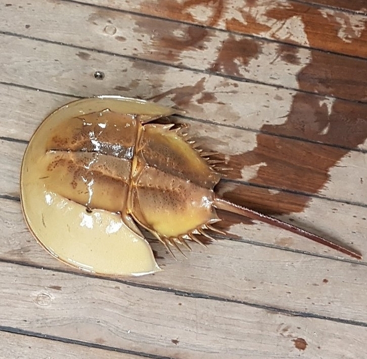 カブトガニ標本 Tachypleus tridentatus ファイル:Naturalis