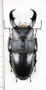 奄美大島 Amamioshima Is. - Insect Islands 〜南の島の昆虫標本屋さん〜