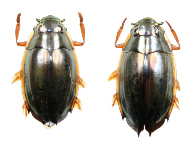 オオミズスマシ ペア 石垣島 - Insect Islands 〜南の島の昆虫標本屋さん〜