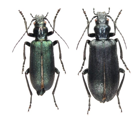 ミヤマカミキリモドキ ペア 北海道 - Insect Islands 〜南の島の昆虫