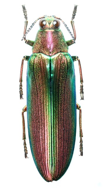 マレーシア産 最大種のタマムシ 74mm マレーシア産 世界最大のタマムシ