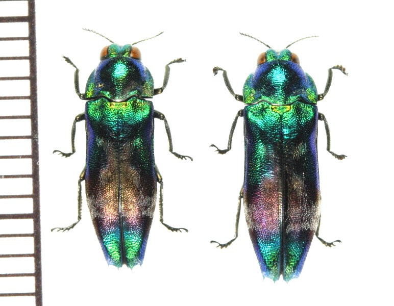 昆虫標本 30匹緑色と金色の光沢ヤマトタマムシ標本装飾 ジ*ン
