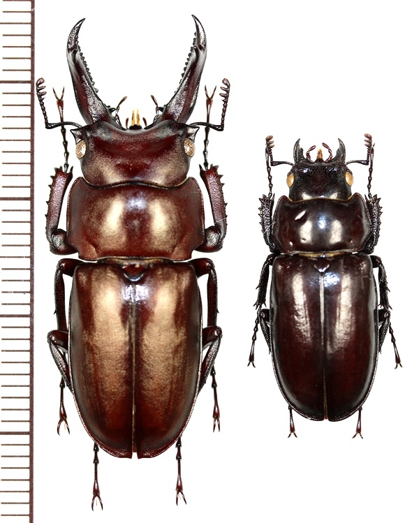 キンオニクワガタ ペア ロシア(沿海州) - Insect Islands 〜南の島の