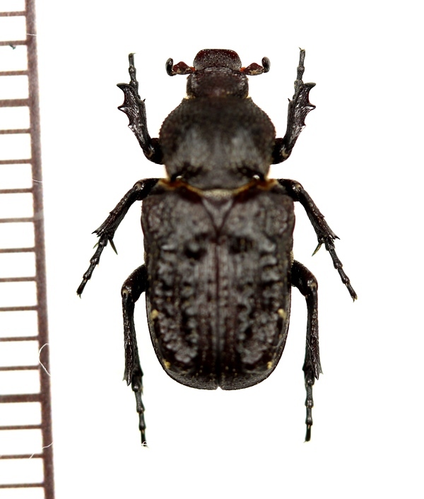 アイボリーコースト産レギウスオオツノハナムグリ98mm