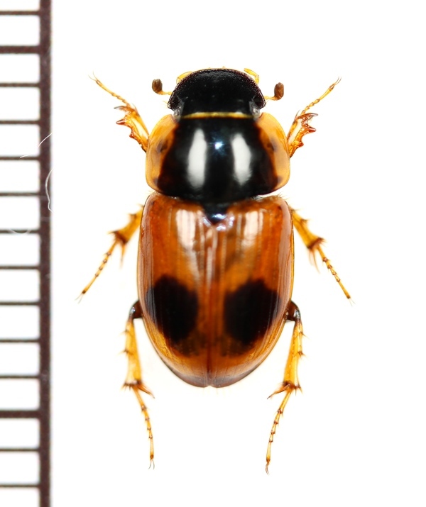 テントウムシ擬態のマグソコガネの一種 Aphodius bimaculatus ロシア