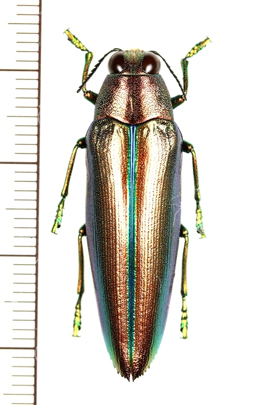 ニブイロツマベニルリタマムシ インドネシア（ペレン島） - Insect