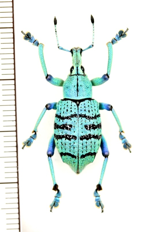 ホウセキゾウムシの一種 Eupholus geoffroyii インドネシア