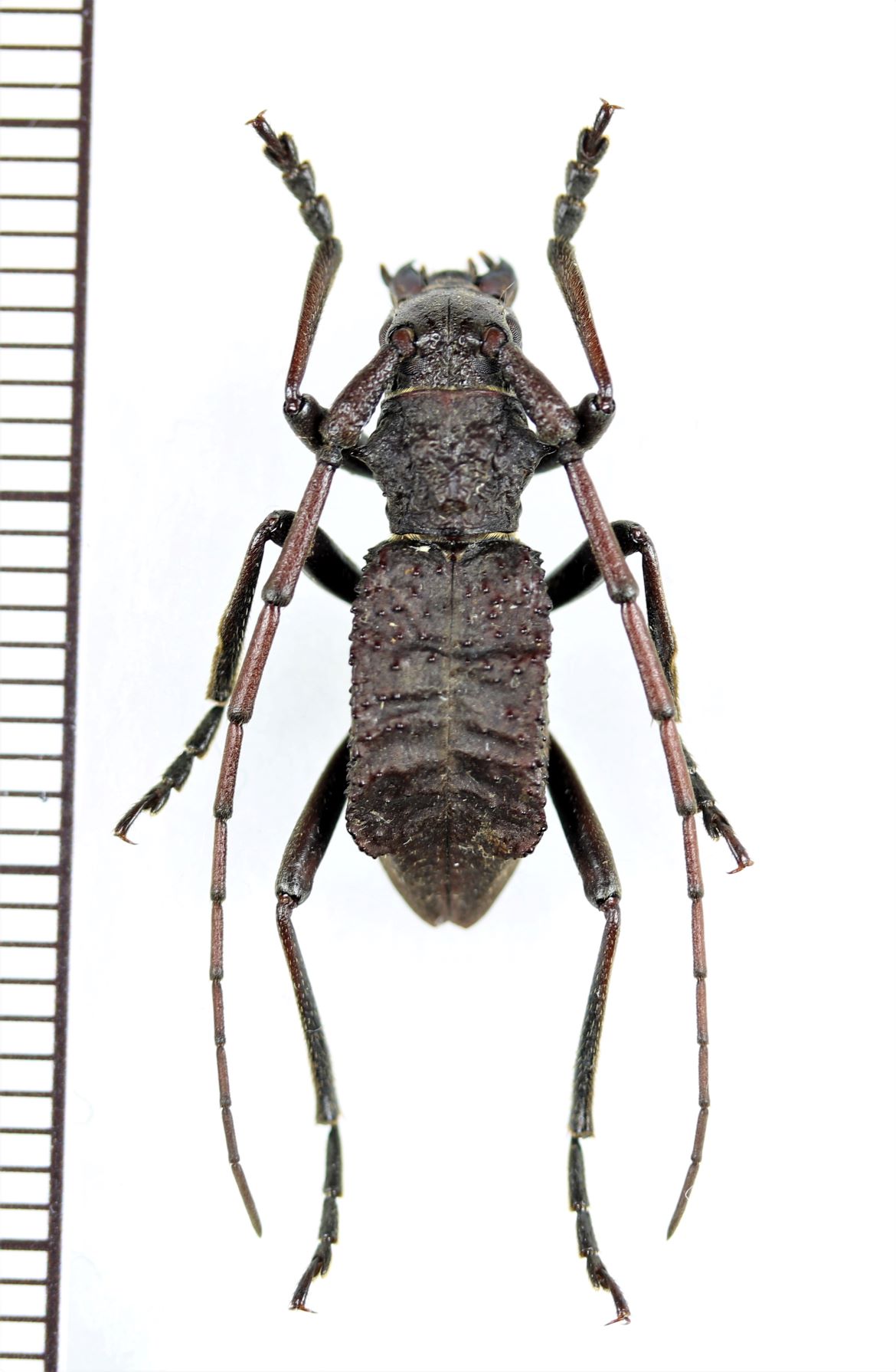 カミキリムシの一種 Petromorphus yunnanus ♂ 中国（雲南省