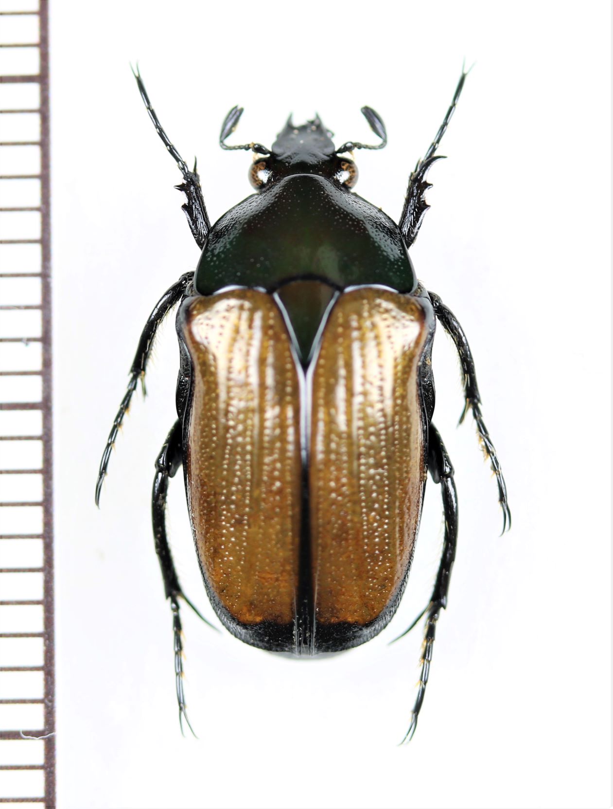 Amazon.co.jp: C. aurigans 02 アウリガンスプラチナコガネ標本