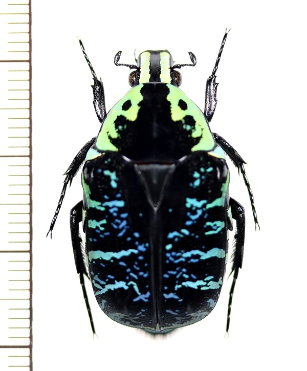 サザナミマダガスカルハナムグリ ♂ マダガスカル - Insect Islands