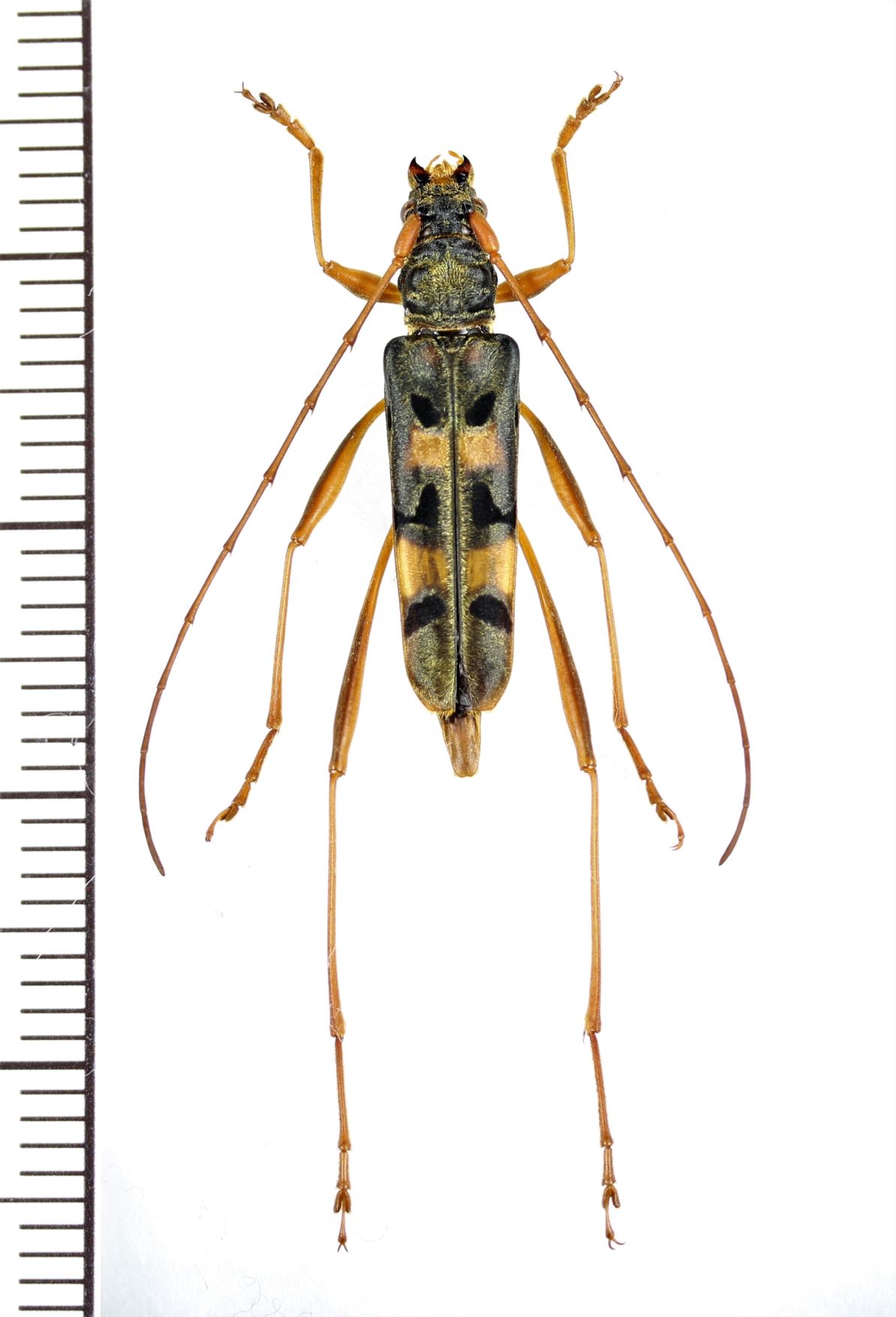カミキリムシの一種 Cerambycidae species ベトナム北東部 - Insect