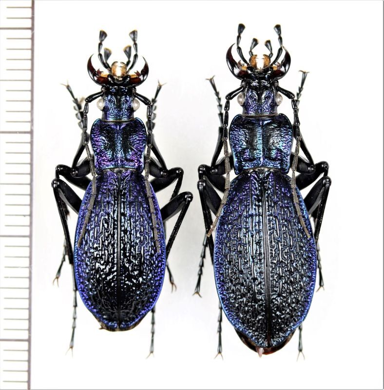 オサムシの一種 Carabus intricatus ペア ウクライナ - Insect Islands