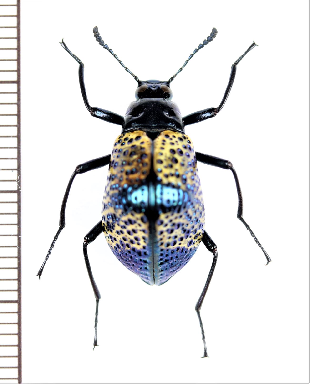 ウズベキスタン産 ゴミムシダマシ 27mm ウズベキスタン産