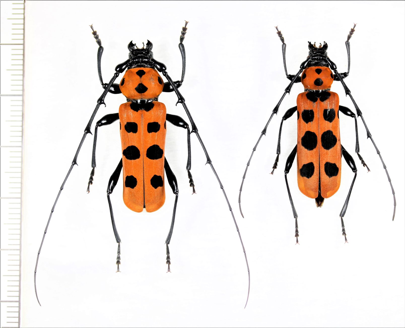 昆虫標本 奄美大島 カミキリムシ