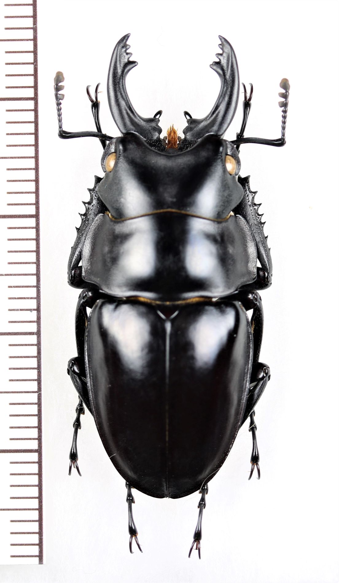 ツヤクワガタの一種 Odontolabis platynota coomani ♂ ベトナム北東部