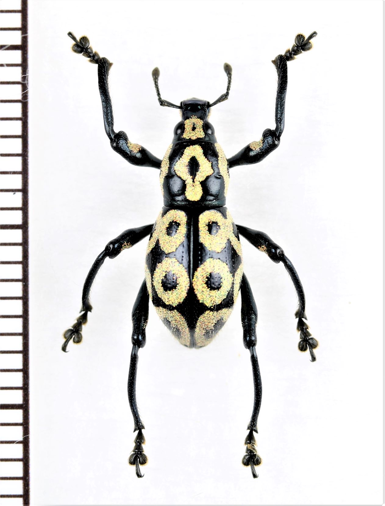 カタゾウムシの一種 Pachyrhynchus reicherti フィリピン(ミンダナオ島